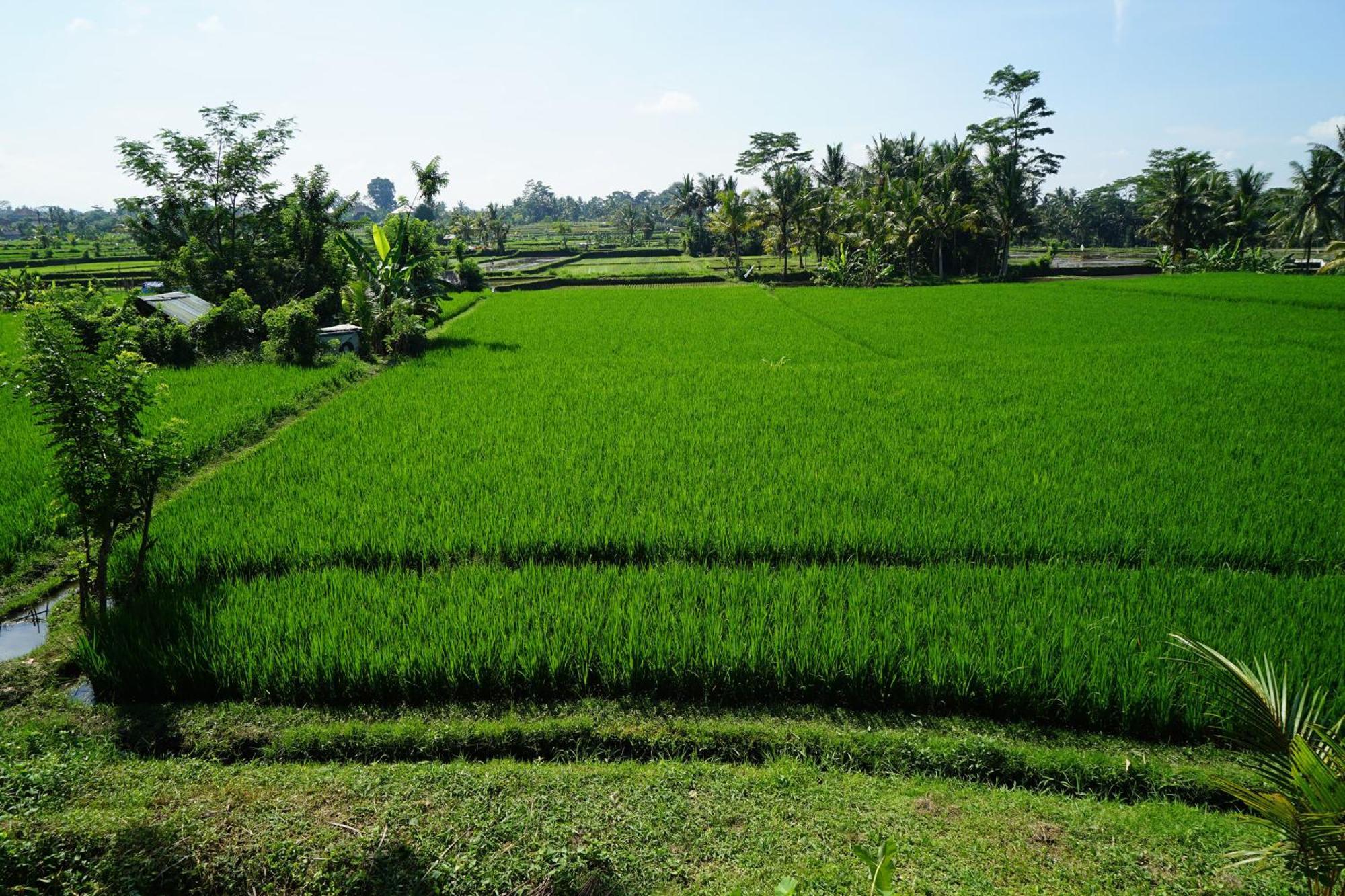 Santun Luxury Private Villas Ubud Pokoj fotografie